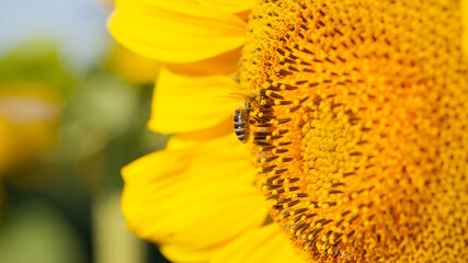 a bee in yellow pollen sits on a sunflower. honey bee close-up on a sunflower flower collecting honey in the summer season, the benefits of insects in nature. place for text, macro photography