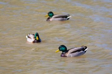 Tres (3) ánades reales (anas platyrhynchos) nadando