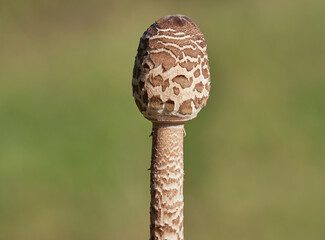 Young parasol mushroom on a pasture in autumn, Macrolepiota procera