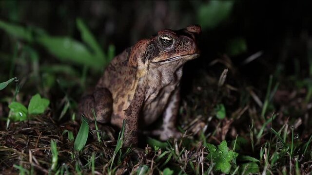 Cane Toad breathing in and out. They are nocturnal animals. Introduced pest to Australia and is a native to South and mainland Central America. Also known as Marine toad. Nature concept.
