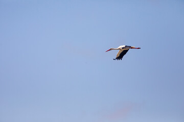 Cigueña blanca (cicconia cicconia) volando