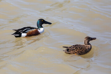 Pareja de patos cuchara común (Spatula clypeata)