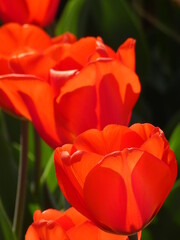 Tulips