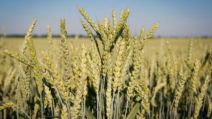 Obraz premium A green spikelet of wheat stood, out in a blurred wheat field. Oats, rye, barley. Juicy fresh unripe ears of young green ears on nature in spring or summer, close-up of a field. Banner for website