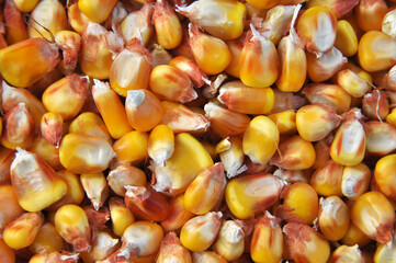 Dry corn grain