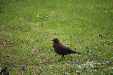 Songbirds frolicking in the wild