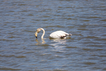 flamenco común (Phoenicopterus roseus)​ en una reserva natural