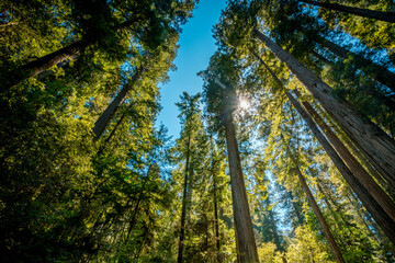 mammoth tree
