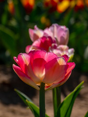 Tulips