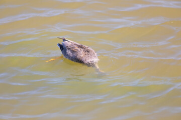 Ánade friso (Anas strepera)