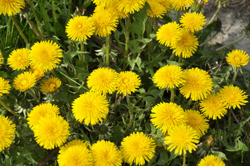 Dandelion (Taraxacum officinale) grows in nature in spring