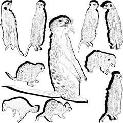 ten meerkats outlines isolated on white background