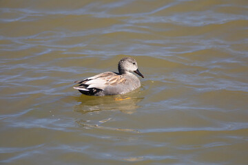 Ánade friso macho (Mereca strepera)