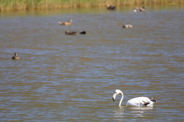 flamenco común (Phoenicopterus roseus)​ en una reserva natural