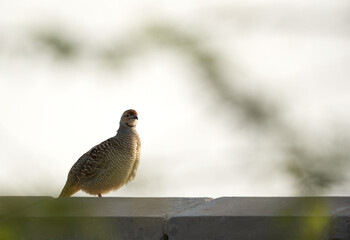 Grey francolin on a wall at Hamala, Bahrain