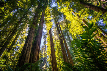 Fototapeta na wymiar sequoia tree