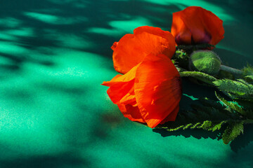 Fototapeta na wymiar garden bright poppies on a green background. summer mood