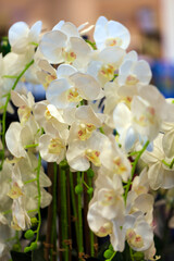Obraz premium Decoration artificial white orchid. Bouquet of white and yellow artificial orchid flowers on Blurred background. Home Decor. Wallpaper, postcard or poster design, copy space for your text, close up
