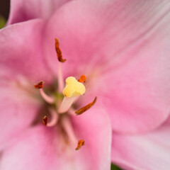 close up of one pink flower