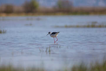 Cigüeñuela común​ (Himantopus himantopus) 