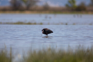Morito común (Plegadis falcinellus)