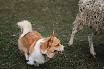 A beautiful and intelligent little shepherd dog. Welsh corgi Pembroke red white color with a long tail grazing sheep. Sports standard for dogs on the presence of herding instinct.