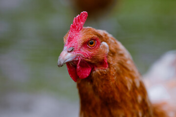 close up of a chicken