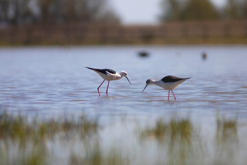 Cigüeñuela común​ (Himantopus himantopus) 