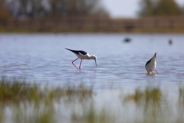 Cigüeñuela común​ (Himantopus himantopus) 