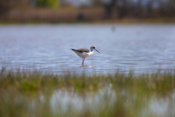 Cigüeñuela común​ (Himantopus himantopus) 