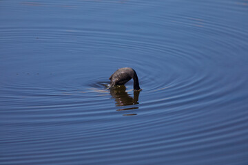 Focha común (fulica atra)