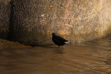 Coots and Moorhens splashing around