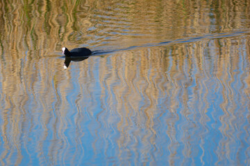 Focha común (fulica atra)