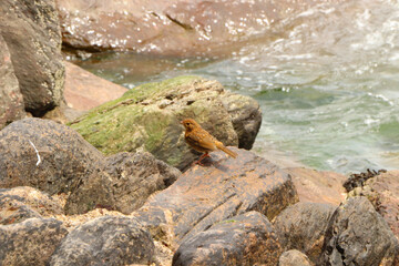 Fototapeta premium Robin hopping on the rocks by the sea