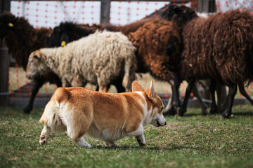 A beautiful and intelligent little shepherd dog. Welsh corgi Pembroke red-white color with a cropped tail grazing sheep. Sports standard for dogs on the presence of herding instinct.