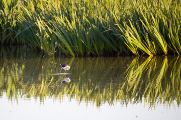 Cigüeñuela común​ (Himantopus himantopus) 