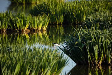 Cigüeñuela común​ (Himantopus himantopus) 