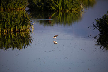 Cigüeñuela común​ (Himantopus himantopus) 
