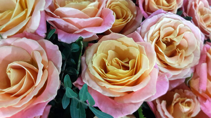 Beautiful rose flower