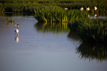 Cigüeñuela común​ (Himantopus himantopus) 
