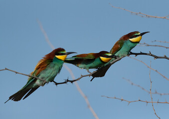 European bee-eaters perched on a tree, Bahrain