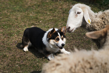 A beautiful and intelligent little shepherd dog. Pembroke black tricolor Welsh Corgi puppy with a cropped tail grazes sheep. Sports standard for dogs on the presence of herding instinct.