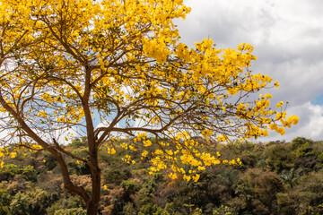 Fototapeta premium ipe amarelo