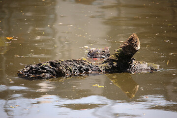 Mallards playing on the water in the river