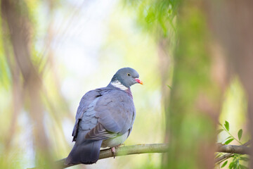 Paloma torcaz (Columba palumbus) entre las ramas de un árbol en una mañana de primavera