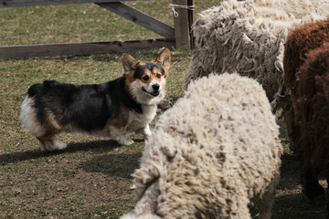 A beautiful and intelligent little shepherd dog. Pembroke black tricolor Welsh Corgi puppy with a...