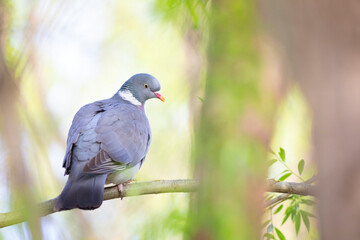Paloma torcaz (Columba palumbus) entre las ramas de un árbol en una mañana de primavera