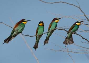 European bee-eaters, two of them holding bee, Bahrain