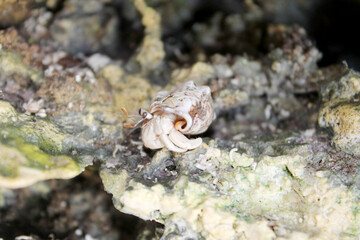 hermit crab on the beach