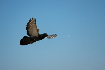 Photography of the flying dove on the blue sky.Copy space for text.